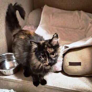 Mistyanne -  Tortoiseshell Cat for Adoption in Millcreek, Utah - Mistyanne | PetCurious