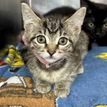 Canary -  Domestic Short Hair Cat for Adoption in Matteson, Illinois - Canary | PetCurious