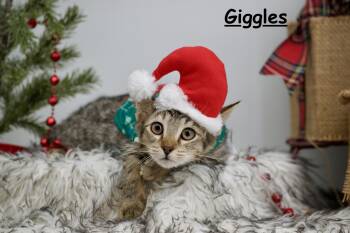 Rescue Domestic Short Hair Cats for Adoption in Sevierville, Tennessee - Giggles | PetCurious