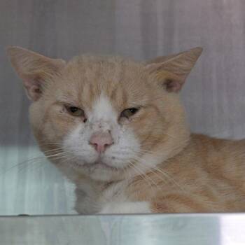 Magic Mike -  Domestic Short Hair Cat for Adoption in Austin, Texas - Magic Mike | PetCurious