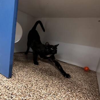 Domestic Short Hair Cats Available for Adoption in Tempe, Arizona - Kara | PetCurious