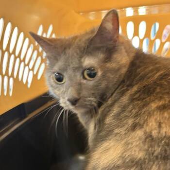 Dolores -  Domestic Short Hair Cat for Adoption in Des Moines, Iowa - Dolores | PetCurious
