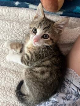 Bobby in Foster Care -  Domestic Short Hair Cat Available for Adoption in Ellicott City, Maryland - Bobby In Foster Care | PetCurious