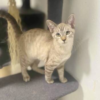 Sapphire -  Domestic Short Hair Cat for Adoption in Austin, Texas - Sapphire | PetCurious
