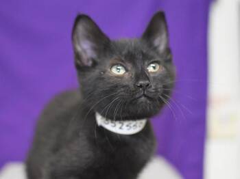 Yamal -  Domestic Short Hair Cat for Adoption in Portland, Oregon - Yamal | PetCurious
