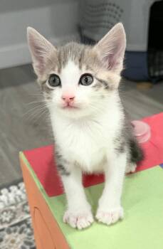 Tabby and Domestic Short Hair Cats Available for Adoption in Campbell, California - Tiger | PetCurious
