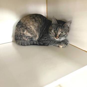 Domestic Short Hair Cats Available for Adoption - Barn Cat (Spice Girl) | PetCurious