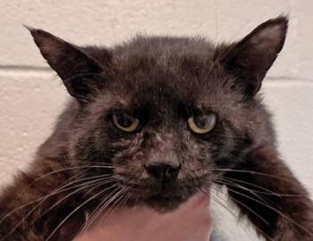 Michael Meowers -  Domestic Short Hair Cat for Adoption in Columbus, Indiana - Michael Meowers | PetCurious