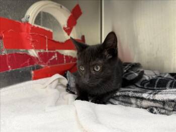 MAVERICK -  Domestic Short Hair Cat for Adoption in Santa Fe, New Mexico - MAVERICK | PetCurious