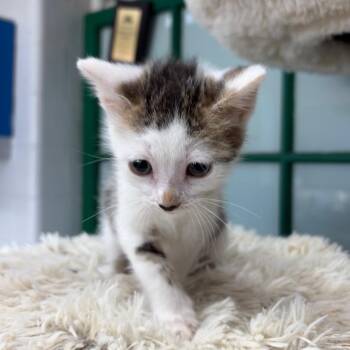 Pringle -  Domestic Short Hair Cat for Adoption in West Point, Mississippi - Pringle | PetCurious