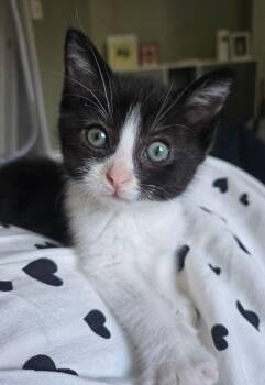 Quest -  Domestic Short Hair Cat Available for Adoption in Seal Beach, California - Quest | PetCurious