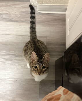 Rescue Domestic Short Hair Cats for Adoption in Davis, California - Sprinkles | PetCurious