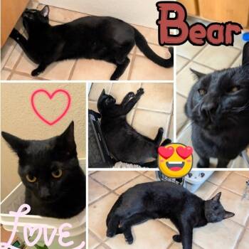 Rescue Domestic Short Hair Cats for Adoption in Orangevale, California - Bear Aka Truffle | PetCurious