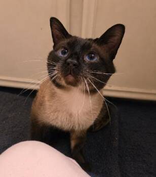 Carlos -  Siamese Cat Available for Adoption in Liverpool, Texas - Carlos | PetCurious