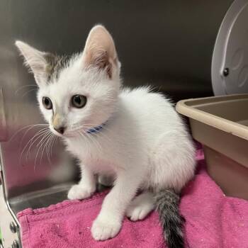 Domestic Short Hair Cats Available for Adoption in Lakeland, Florida - Thomas | PetCurious