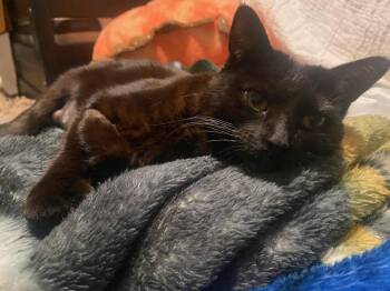 Domestic Short Hair Cats Available for Adoption in Lancaster, California - Athena | PetCurious