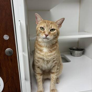 Sunshine -  Domestic Short Hair Cat for Adoption in Reisterstown, Maryland - Sunshine | PetCurious