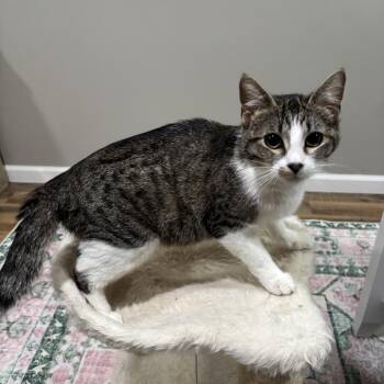 Mary -  Domestic Short Hair Cat for Adoption in Bristol, Indiana - Mary | PetCurious