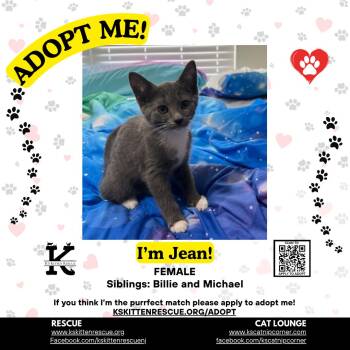 Jean -  Domestic Short Hair Cat Available for Adoption in OSBORNVILLE, New Jersey - Jean | PetCurious