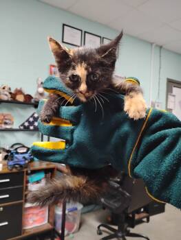 Rescue Domestic Short Hair Cats for Adoption in Rockport, Texas - Aileen Wuornos | PetCurious