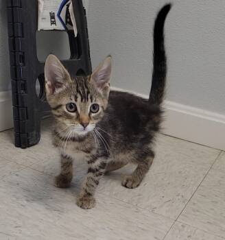 Domestic Short Hair Cats Available for Adoption in Sandusky, Ohio - PICASSO | PetCurious