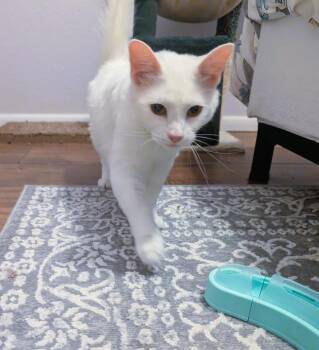 Arabella Davina -  Domestic Medium Hair Cat for Adoption in Chandler, Arizona - Arabella Davina | PetCurious