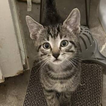 Domestic Short Hair Cats Available for Adoption in Houston, Texas - Toby | PetCurious