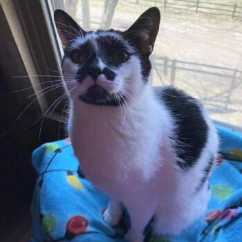 Hadley -  Domestic Short Hair Cat for Adoption in Zimmerman, Minnesota - Hadley | PetCurious