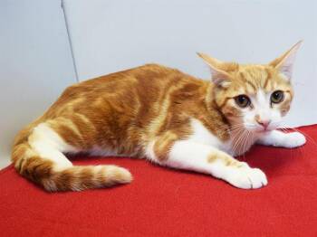 CORY -  Domestic Short Hair Cat for Adoption in Sacramento, California - CORY | PetCurious