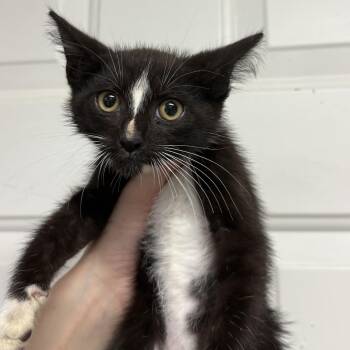 Dr. Nutcase -  Domestic Short Hair Cat for Adoption in Columbia, South Carolina - Dr. Nutcase | PetCurious