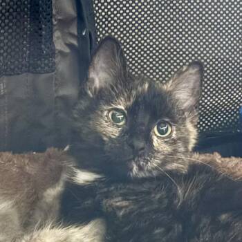 Domestic Medium Hair Cats Available for Adoption - McKenna  | PetCurious