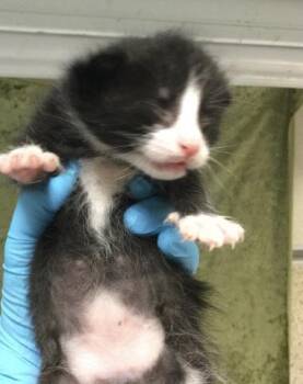 A1908160 -  Domestic Short Hair Cat for Adoption in Riverside, California - A1908160 | PetCurious