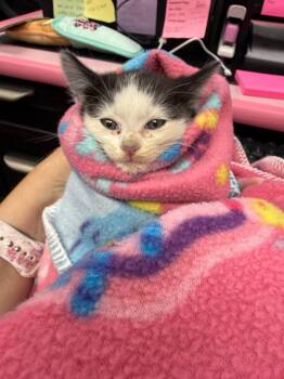 Moon -  Domestic Short Hair Cat for Adoption in Fruit Heights, Utah - Moon | PetCurious