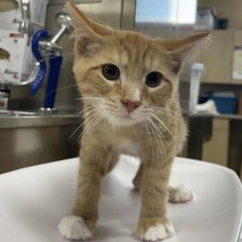 Corn Flake -  Domestic Short Hair Cat for Adoption in Dubuque, Iowa - Corn Flake | PetCurious