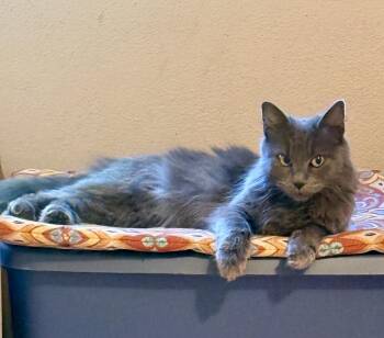 Mama Misty -  Domestic Medium Hair Cat for Adoption in Portland, Oregon - Mama Misty | PetCurious