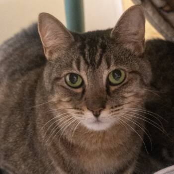 Rescue Domestic Short Hair Cats for Adoption in Asheville, North Carolina - Ozzy | PetCurious
