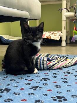 Rescue Domestic Short Hair Cats for Adoption in Archbold, Ohio - May | PetCurious