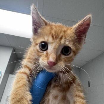 Snuggle Bug -  Domestic Short Hair Cat for Adoption in Greenville, South Carolina - Snuggle Bug | PetCurious