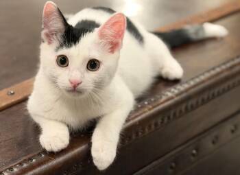 Regalis -  Domestic Short Hair Cat for Adoption in Duxbury, Massachusetts - Regalis | PetCurious