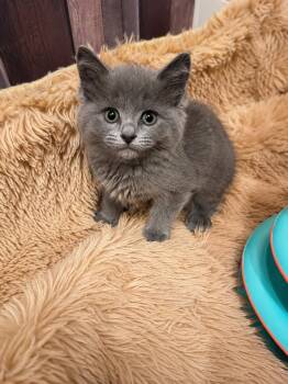 Willow -  Domestic Short Hair Cat for Adoption in Gardnerville, Nevada - Willow | PetCurious