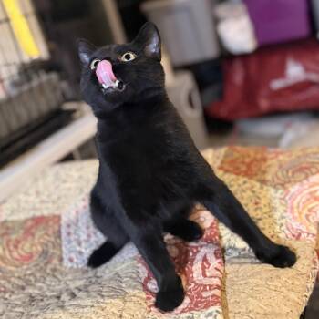 Philip CM -  Bombay Cat for Adoption - Philip CM | PetCurious