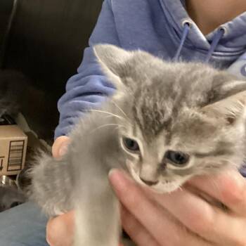 Cypress -  Domestic Short Hair Cat for Adoption in Pittsford, Vermont - Cypress | PetCurious
