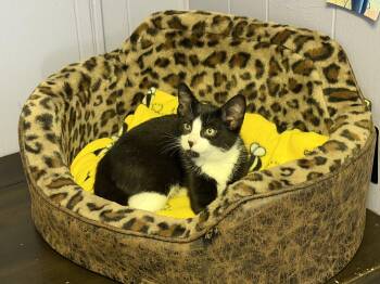 Dickie -  Domestic Short Hair Cat for Adoption in Greenwich Township, New Jersey - Dickie | PetCurious