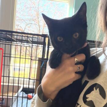 Merlin -  Domestic Short Hair Cat for Adoption in Morristown, Vermont - Merlin | PetCurious