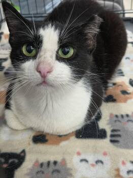 Bradlie -  Domestic Short Hair Cat for Adoption in College Station, Texas - Bradlie | PetCurious