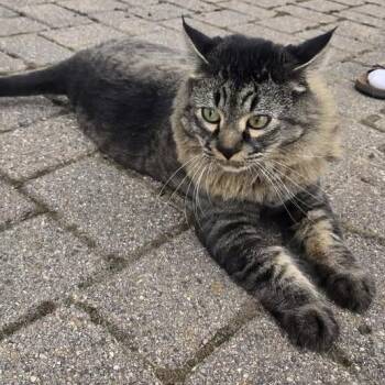 Lynx C12893 -  Maine Coon Cat for Adoption - Lynx C12893 | PetCurious