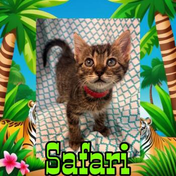 Safari -  Domestic Short Hair Cat for Adoption in Royse City, Texas - Safari | PetCurious