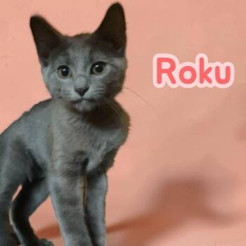 Roku - playful, social, adorable -  Russian Blue and Domestic Short Hair Cat for Adoption in Chuckey, Tennessee - Roku - Playful, Social, Adorable | PetCurious