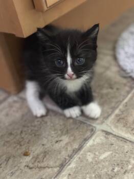 Dr. Octopus -  Domestic Short Hair Cat for Adoption in Fruit Heights, Utah - Dr. Octopus | PetCurious