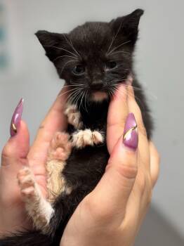 Grace -  Domestic Short Hair Cat for Adoption in Lockhart, Texas - Grace | PetCurious